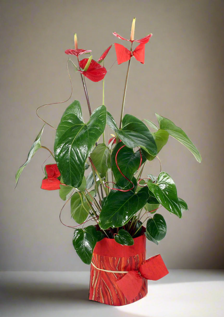Anthurium w doniczce - roze.pl