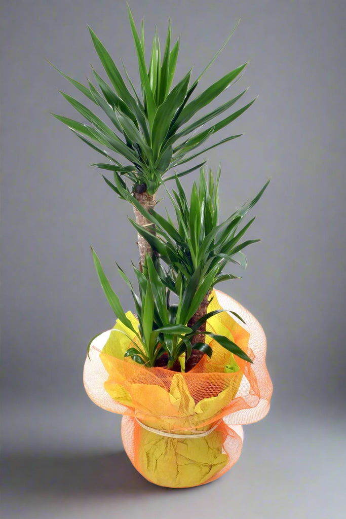 Egzotyka w doniczce - roze.pl