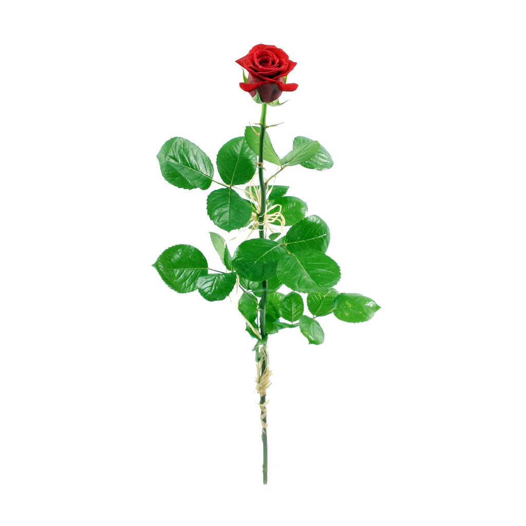 Jedna róża, Tysiące emocji - Najpiękniejsza Róża w Twoim Życiu - roze.pl