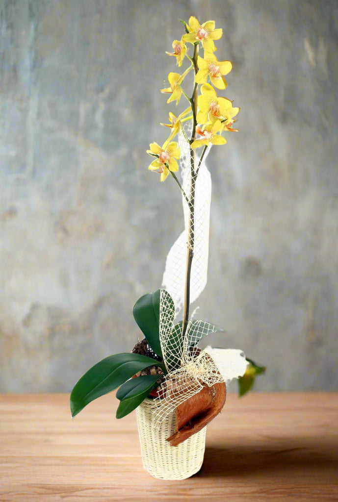 Kompozycja Zaczarowany świat - roze.pl