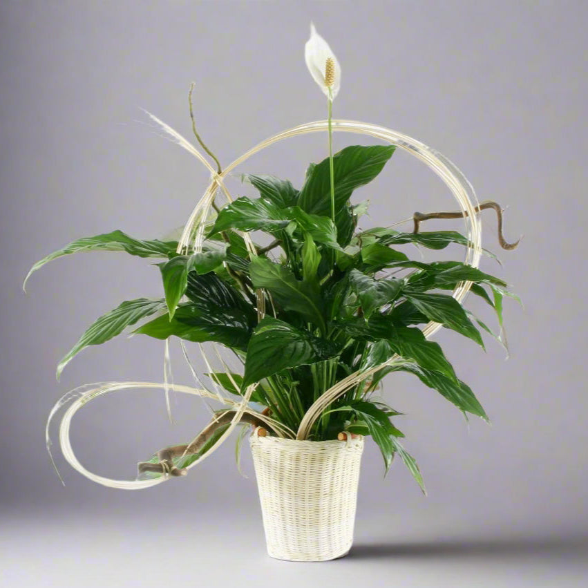 Kosz - Doniczkowa fantazja - roze.pl