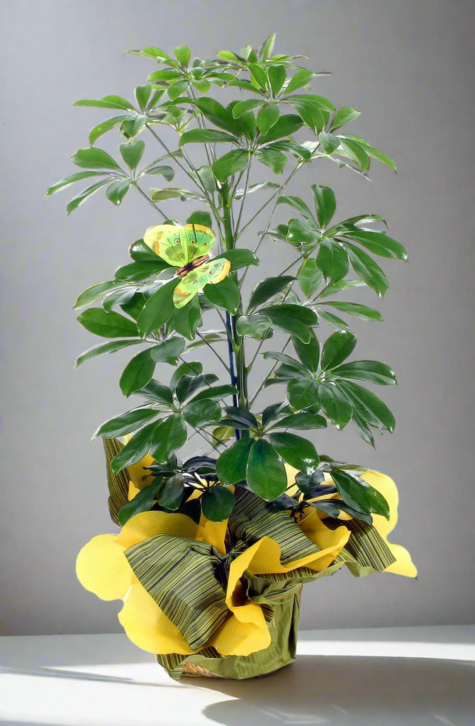 Szeflera w doniczce - roze.pl